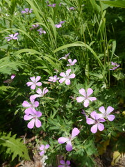 Naklejka premium 北アルプス「槍ヶ岳」への登山道