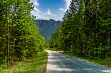 Landstraße im Wald, Bayern, Deutschland