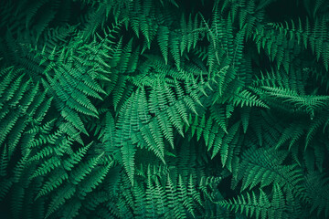 Close-up of lush green leaves, showcasing their texture and exotic patterns. The intricate foliage and natural beauty of botanical greenery.