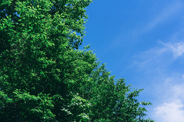 A tree with green leaves is in front of a blue sky
