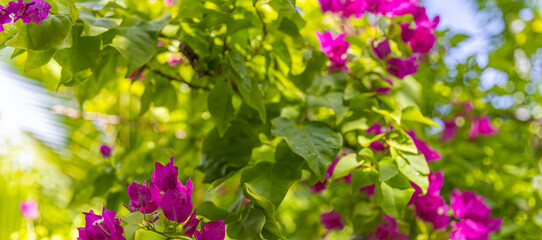 Romantic beautiful pink flower bush flowers. Closeup flowers full bloom serene lush and green...
