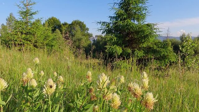 Blooming of Trifolium ochroleucon floweras on the freen meadow. Fresh green scene of Carpathian mountains. Amazing summer view of mountain meadow. 4K video (Ultra High Definition).