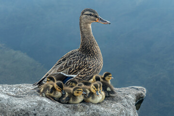 mother duck with ducklings on a stone near the lake