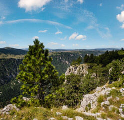 Summer Tara Canyon in mountain Durmitor National Park, Montenegro