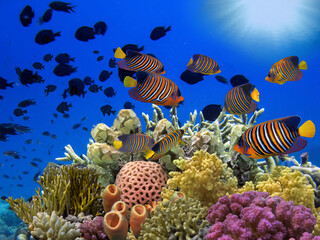Colorful tropical reef with sun in the blue ocean © vlad61_61