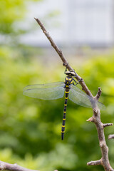 オニヤンマのオス -Golden-ringed dragonfly-	