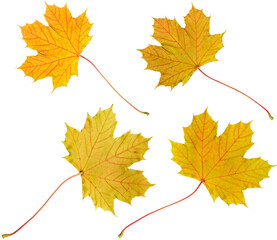 Four different maple leaves with yellow autumn coloring. Isolated on transparent background. Use as base for your own composing purposes. See other images of the series.