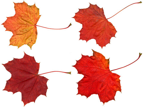 Four different maple leaves with intensive red autumn coloring. Isolated on transparent background. Use as base for your own composing purposes. See other images of the series.