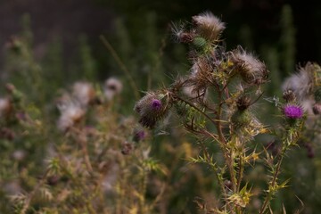 thistle in the field
