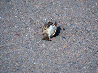 Dead young common chiffchaff lying on the road