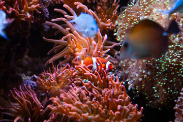 fish on coral