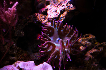 coral reef in aquarium