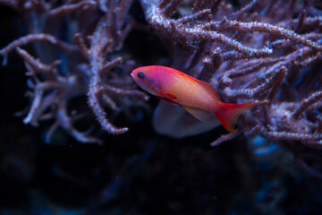 fish in aquarium