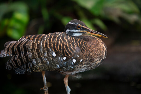 close-up of sunbittern bird
