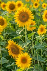 Fototapeta premium A field of sunflowers in full bloom, their bright yellow petals contrasting against lush green