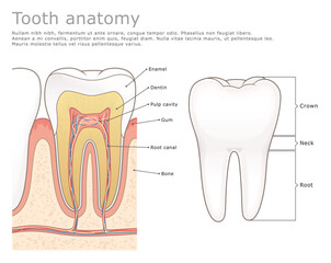 Human tooth molar anatomy labeled. Dental medical vector illustration.