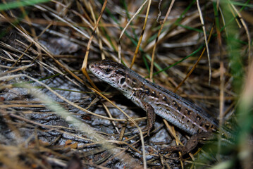 female lizard runs on dry grass in a summer forest
