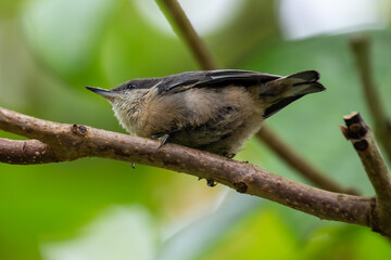 Pygmy Nuthatch (Sitta pygmaea) - Spotted in Golden Gate Park, San Francisco