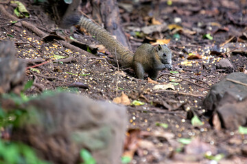 Pygmy Treeshrew (Tupaia minor) - Spotted in Thailand