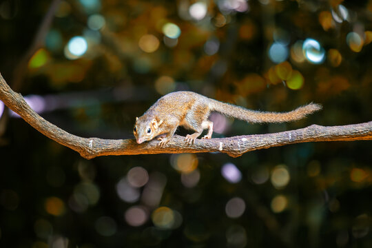 Pygmy Treeshrew (Tupaia minor) - Spotted in Thailand