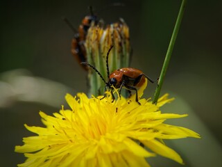 Small brown insect walks on the petals of a yellow flower