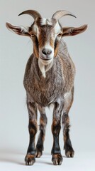 Portrait of goat standing on a pure white backdrop