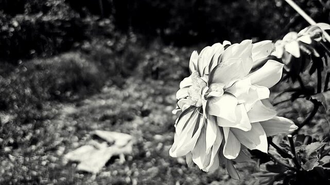 Dahlia, large flower in garden, Monochrome pattern.
