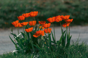 Tulipany © Pavlo