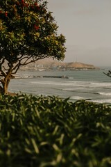 Green tree in the foreground with waves crashing on the shore. Miraflores Park in Lima, Peru