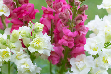 Beautiful white madame butterfly and vibrant pink snapdragons. Snaps close up. Various colors snapdragon flowers close up background.