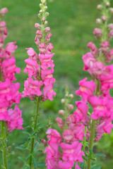 Beautiful vibrant pink snapdragons. Snaps close up. Pink snapdragon flowers close up background.