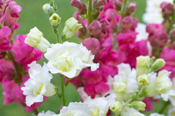 Beautiful white madame butterfly and vibrant pink snapdragons. Snaps close up. Various colors snapdragon flowers close up background.