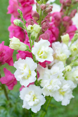 Beautiful white madame butterfly and vibrant pink snapdragons. Snaps close up. Various colors snapdragon flowers close up background.