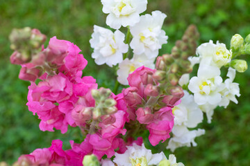Beautiful white madame butterfly and vibrant pink snapdragons. Snaps close up. Various colors snapdragon flowers close up background.