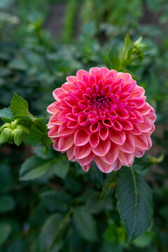 Daisy duke dahlia flower. Beautiful raspberry colored ball variety dahlia close up.
