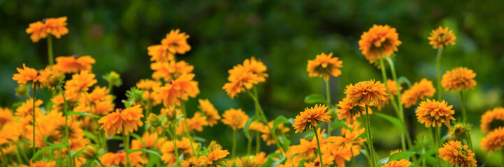 Rudbeckia Goldilocks. Rudbeckia hirta. Blooming rudbeckia goldilocks flower bed.