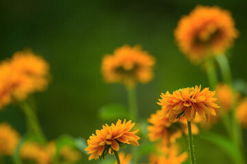 Rudbeckia Goldilocks. Rudbeckia hirta. Blooming rudbeckia goldilocks flower bed.
