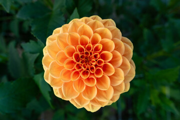 Sylvia dahlia flower. Beautiful apricot colored ball variety dahlia close up.