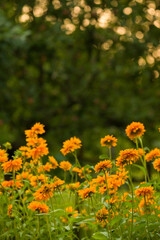 Rudbeckia Goldilocks. Rudbeckia hirta. Blooming rudbeckia goldilocks flower bed.