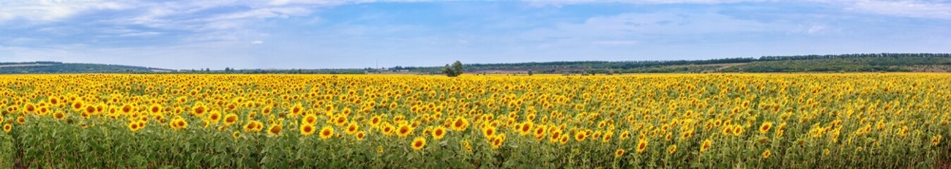 Obraz premium Rural landscape, huge panorama, banner - blooming sunflower field against the background of a hills