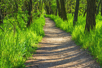 Spring landscape - view of a narrow forest path through tall fresh grass in the sunshine