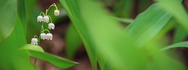 Lilies of the valley, blooming in the morning spring forest, selective focus. Horizontal banner with copy space for text