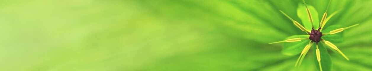 Plant background, green leaf plant in the morning spring forest, selective focus. Horizontal blurred banner with copy space for text