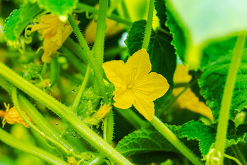 Close-up view of blooming cucumber plants in greenhouse.