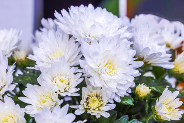 Obraz premium Macro view of white chrysanthemum flowers covered in raindrops.