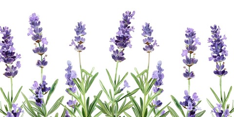 Watercolor lavender flowers and stems closeup with green leaves on white background. Concept Watercolor Art, Lavender Flowers, Close-up, Green Leaves, White Background