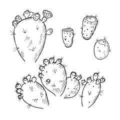 Prickly pear cactus fruit hand drawn ink engraved subtropical plant on isolated background. Vector food illustration with sketch edible opuntia
for label, logo, card, wrapping, sign
