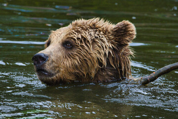 Obraz premium Braunbär im Wasser, badet- Nahaufnahme des Kopfes 