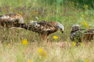 Milan royal,.Milvus milvus , Red Kite