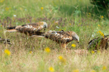 Milan royal,.Milvus milvus , Red Kite